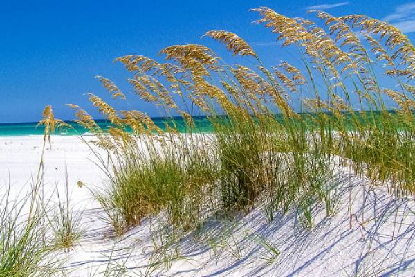 Fort Pickens Aquatic Preserve beach grass Fort Pickens Aquatic Preserve beach grass
