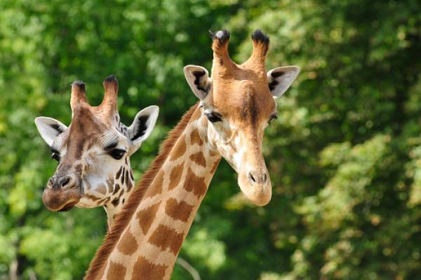 two giraffes at the zoo with trees in background
