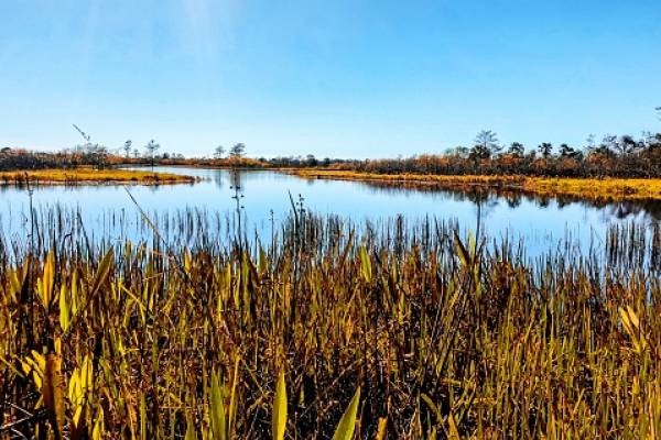 Graham Creek Nature Preserve marshland Graham Creek Nature Preserve marshland