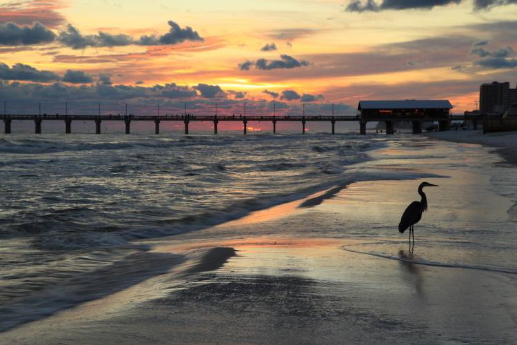 crane standing on the beach in Orange Beach